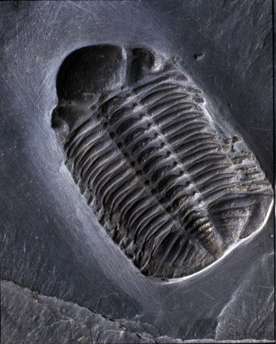 Préhistoire : fossile de trilobite Phacops Rana (arthropode). Âge du Paléozoïque, période du Dévonien. Trouvé dans la région de Bundenbach en Allemagne - Prehistoric Prehistoric