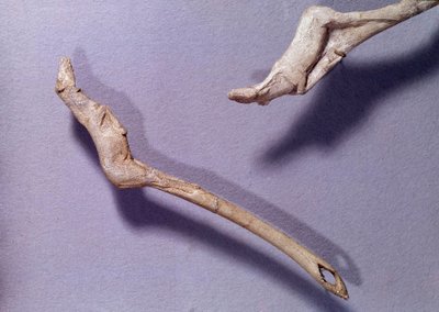 Préhistoire : deux propulseurs dits "au cheval sautant" en bois de renne. Période du Magdalénien moyen. Saint Germain en Laye, Musée d