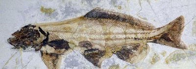 Empreinte fossile d