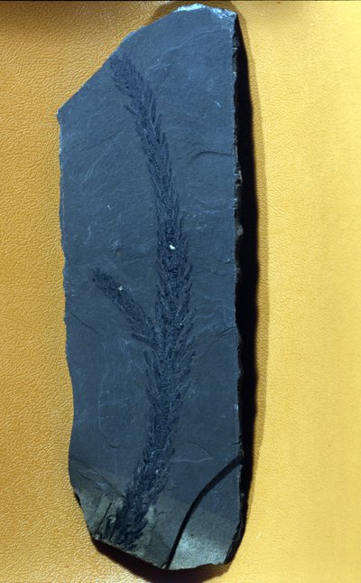 Préhistoire : Glyptolepsis keuperiana, fossile de conifère du trias supérieur, ère mésozoïque - Prehistoric Prehistoric