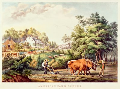 Héron pourpré, de 