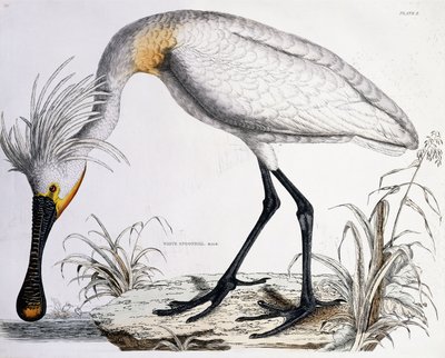 Spatule blanche, 1834 - Prideaux John Selby
