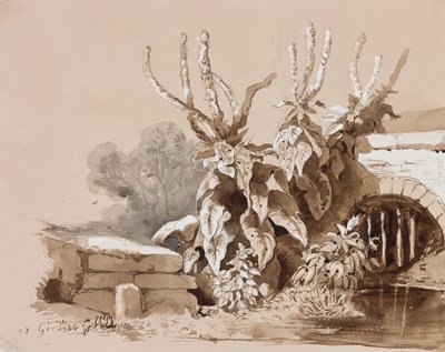 Étude de plantes près d