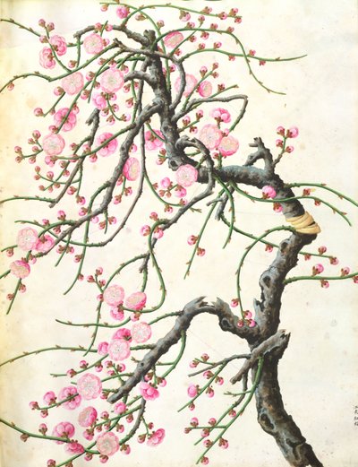 Fleur de pêcher - Qing Dynasty Chinese School
