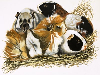 Toutes sortes de cochons d