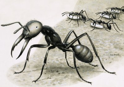 Fourmis - R.B. Davis