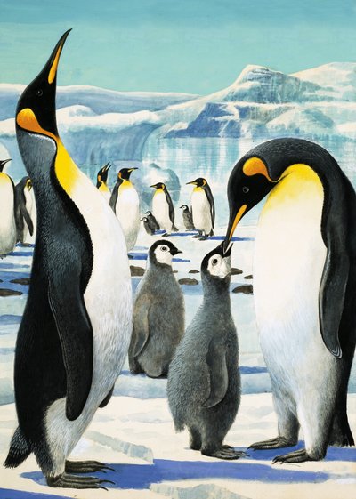 Le roi Pingouin - R.B. Davis