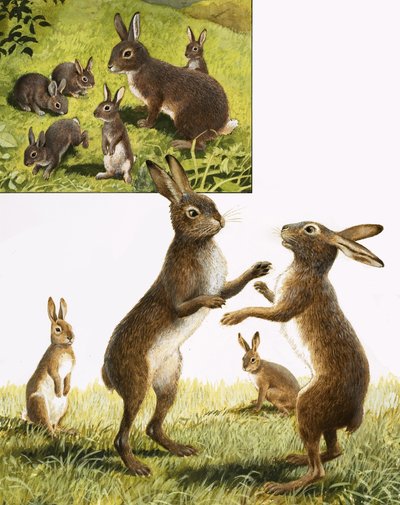 Le royaume de la nature : Rencontre avec le lièvre de mars fou - R.B. Davis