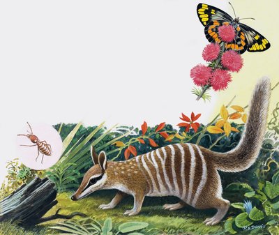 Numbat - R.B. Davis