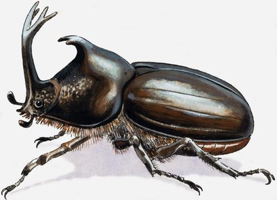 Coléoptère du cerf - R.B. Davis