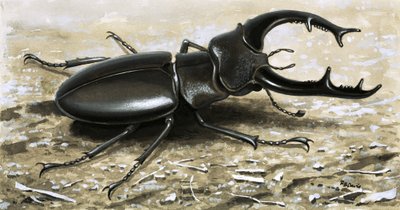 Le scarabée cerf - R.B. Davis