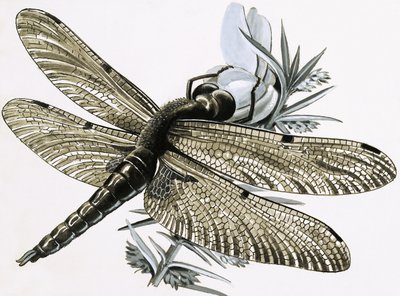 La libellule - R.B. Davis