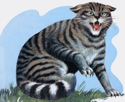 Chat sauvage, extrait de "Treasure" (Trésor) - R.B. Davis
