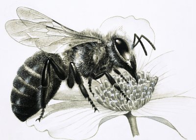 Abeille ouvrière récoltant le nectar de la fleur - R.B. Davis