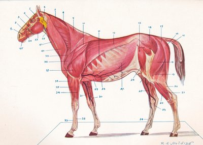 Muscles superficiels, tendons, etc. d