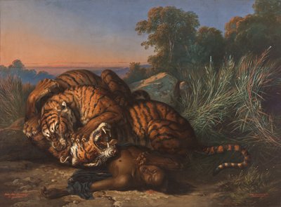 Tigres combattant au-dessus du cadavre d