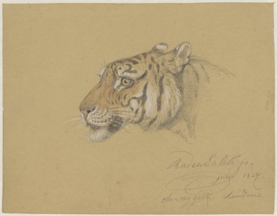 Tête de tigre - Raden Sarief Bastaman Saleh