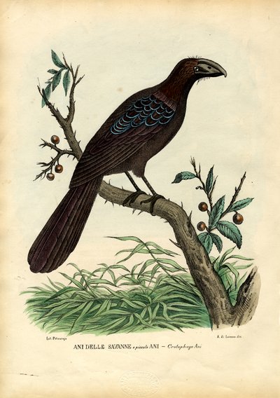 Ani, 1863-79 - Raimundo Petraroja