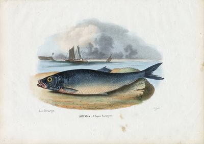 Hareng de l