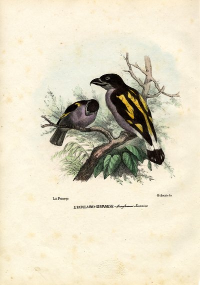 Broadbills, 1863-79 - Raimundo Petraroja