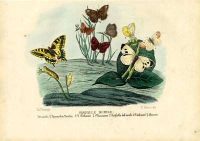 Papillons, 1863-79 - Raimundo Petraroja