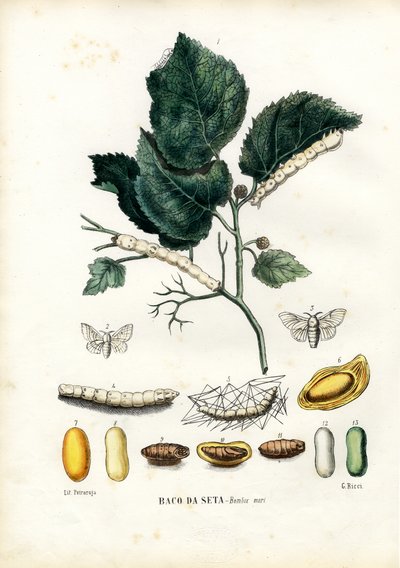 Papillons, 1863-79 - Raimundo Petraroja