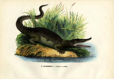 Caïman, 1863-79 - Raimundo Petraroja