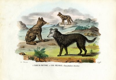Chiens - Raimundo Petraroja