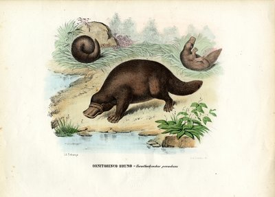 Ornithorynque, 1863-79 - Raimundo Petraroja