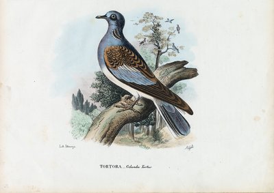Tourterelle européenne, 1863-79 - Raimundo Petraroja