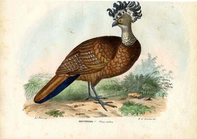 Grand Hocco, 1863-79 - Raimundo Petraroja