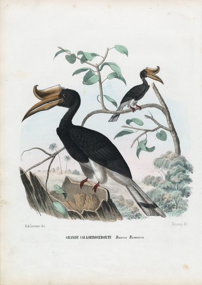Grand calao, 1863-79 - Raimundo Petraroja