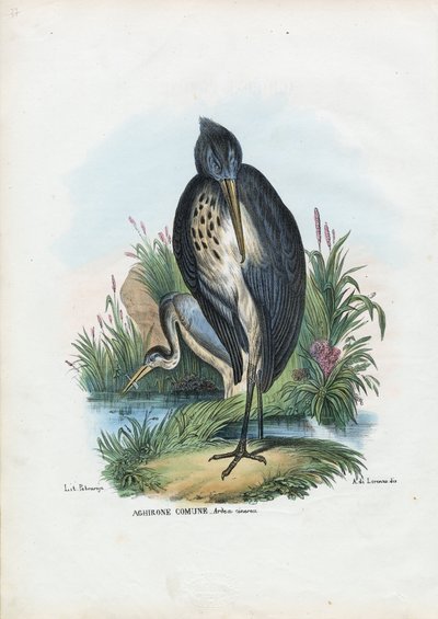 Héron cendré, 1863-79 - Raimundo Petraroja