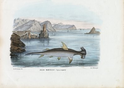 Requin-marteau, 1863-79 - Raimundo Petraroja