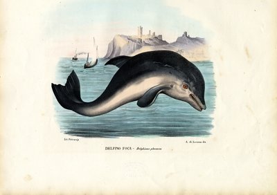 Marsouin Commun, 1863-79 - Raimundo Petraroja