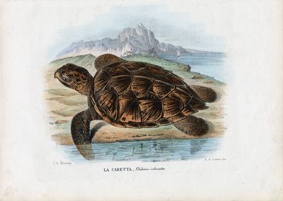 Tortue imbriquée, 1863-79 - Raimundo Petraroja