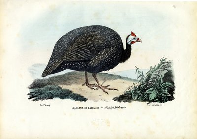 Pintade casquée, 1863-79 - Raimundo Petraroja