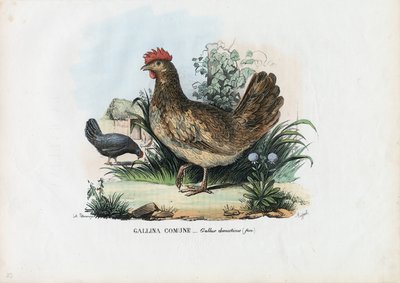 Poule, 1863-79 - Raimundo Petraroja