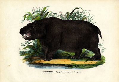 Hippopotame, 1863-79 - Raimundo Petraroja