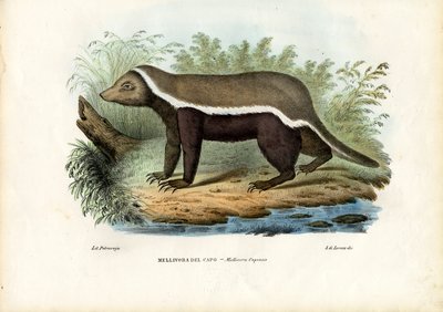 Ratel, 1863-79 - Raimundo Petraroja