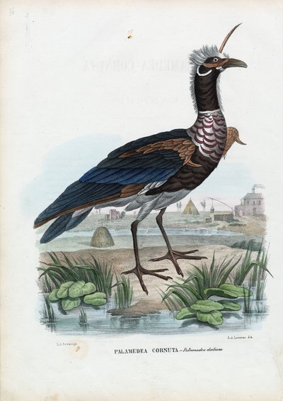 Kamichi cornu, 1863-79 - Raimundo Petraroja