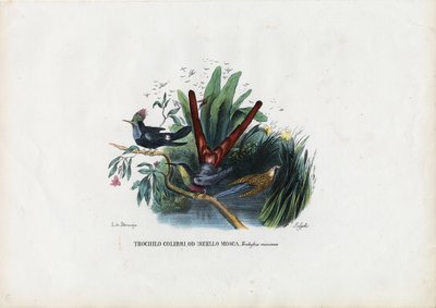 Colibris, 1863-79 - Raimundo Petraroja