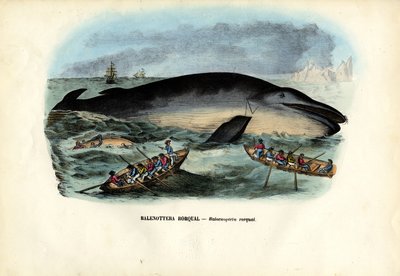 Baleine à bosse, 1863-79 - Raimundo Petraroja