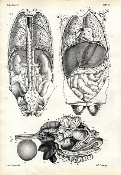 Intestins, 1863-79 - Raimundo Petraroja