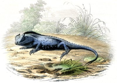 La tête fourchue (Lyriocephalus margaritaceus) - Planche extraite de Histoire Naturelle par Bernard Germain de Lacépède (1856-1925), édition P.Furme, Paris - Raimundo Petraroja