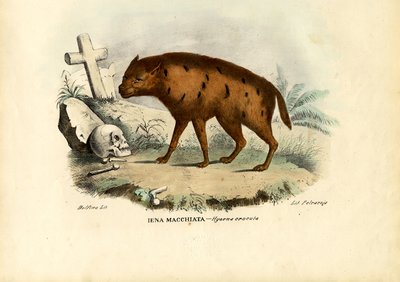Hyène riante, 1863-79 - Raimundo Petraroja