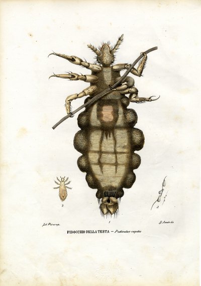 Poux, 1863-79 - Raimundo Petraroja