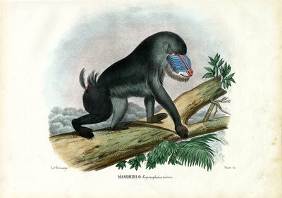 Mandrill, 1863-79 - Raimundo Petraroja