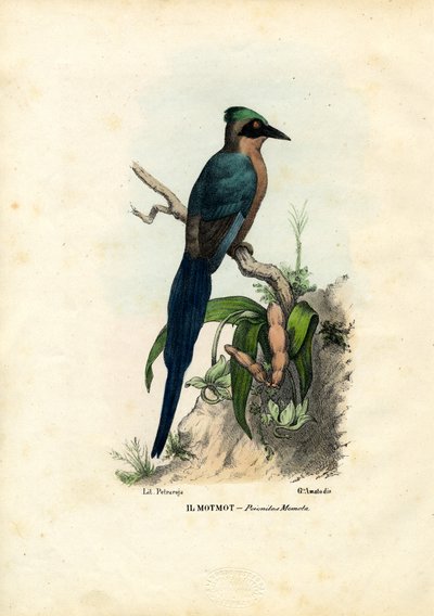 Motmot, 1863-79 - Raimundo Petraroja