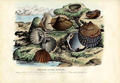Moules, 1863-79 - Raimundo Petraroja